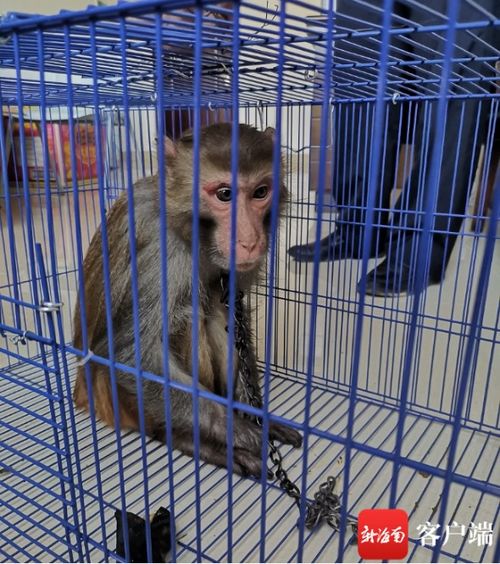 違法飼養(yǎng)國家二級(jí)保護(hù)動(dòng)物獼猴，白沙一男子被依法刑拘