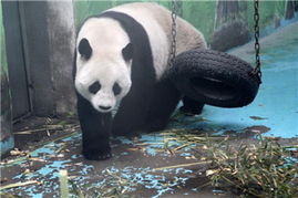 中國政協(xié)委員聚焦動物飼養(yǎng)規(guī)范，推動生態(tài)文明建設(shè)與畜牧業(yè)高質(zhì)量發(fā)展