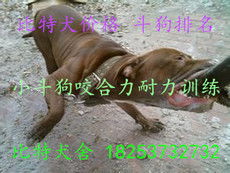 志強(qiáng)牧業(yè) 打造特種動物養(yǎng)殖與飼料生產(chǎn)一體化產(chǎn)業(yè)鏈