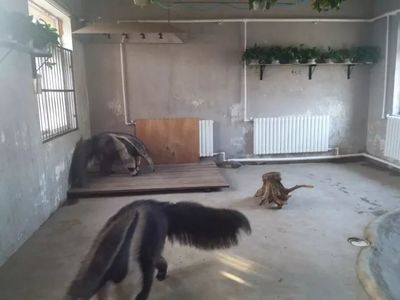 大冷天，天津動(dòng)物園動(dòng)物沒秋褲怎么過？第一個(gè)就能讓你笑哭了！