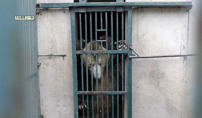 河南動(dòng)物園棕熊咬死飼養(yǎng)員后續(xù) 肇事熊被關(guān)“禁閉”，飼料生產(chǎn)安全引關(guān)注